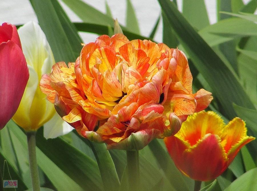 Tulipan pełny