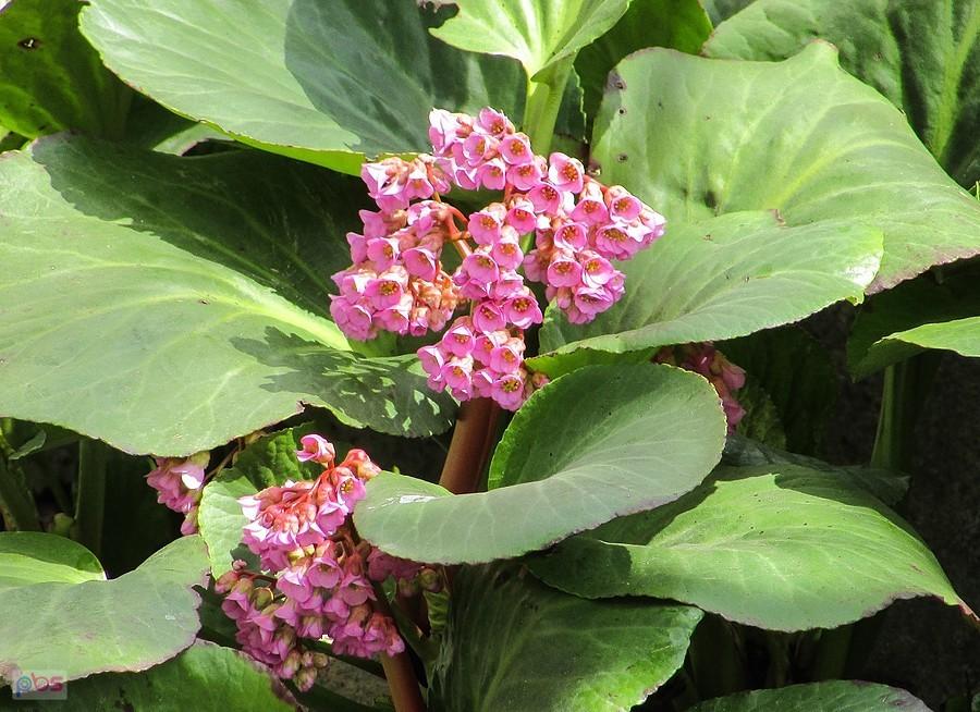 Bergenia grubolistna