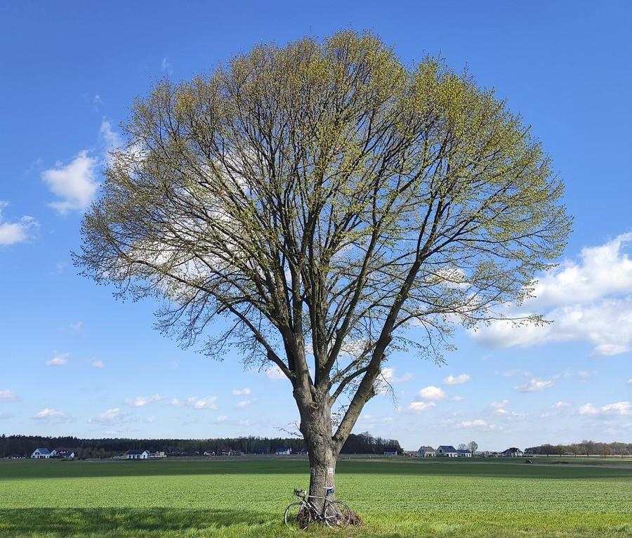Pod ulubionym drzewem, już kwitnącym