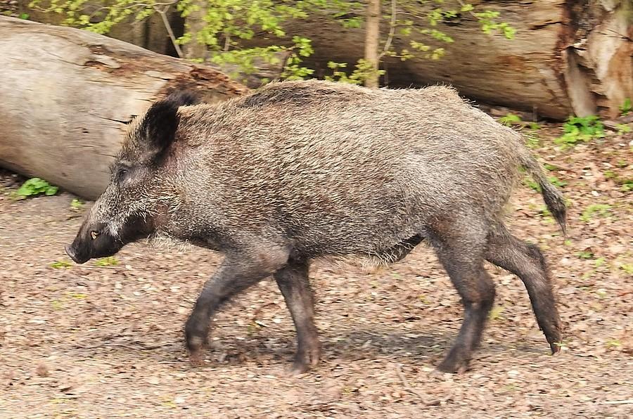 Locha spacerująca po Lesie Dębińskim, Poznań