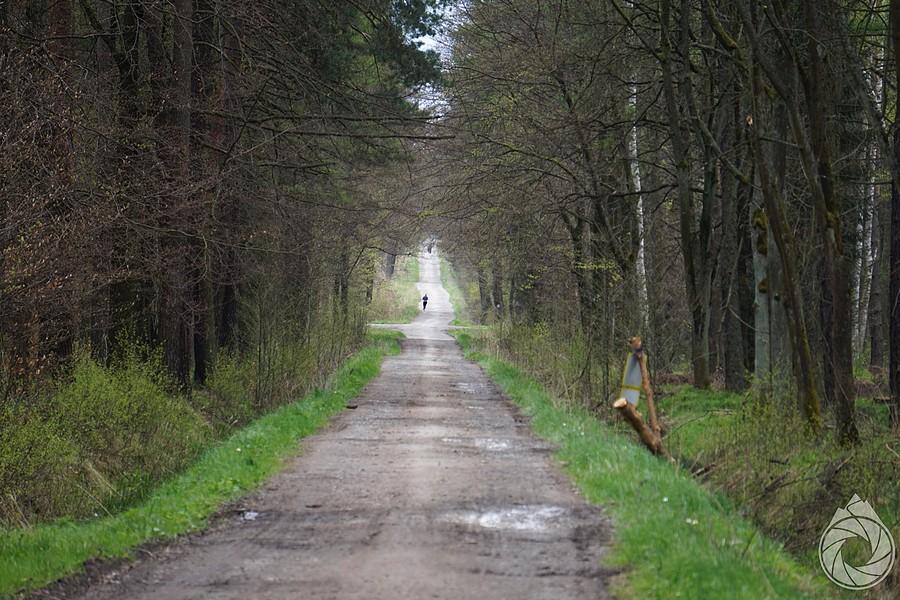 lasy okołopszczyńskie