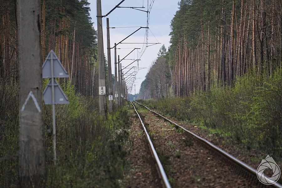 torowiska okołopszczyńskie