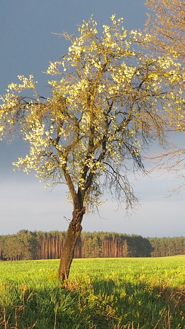 Przydrożna śliwa