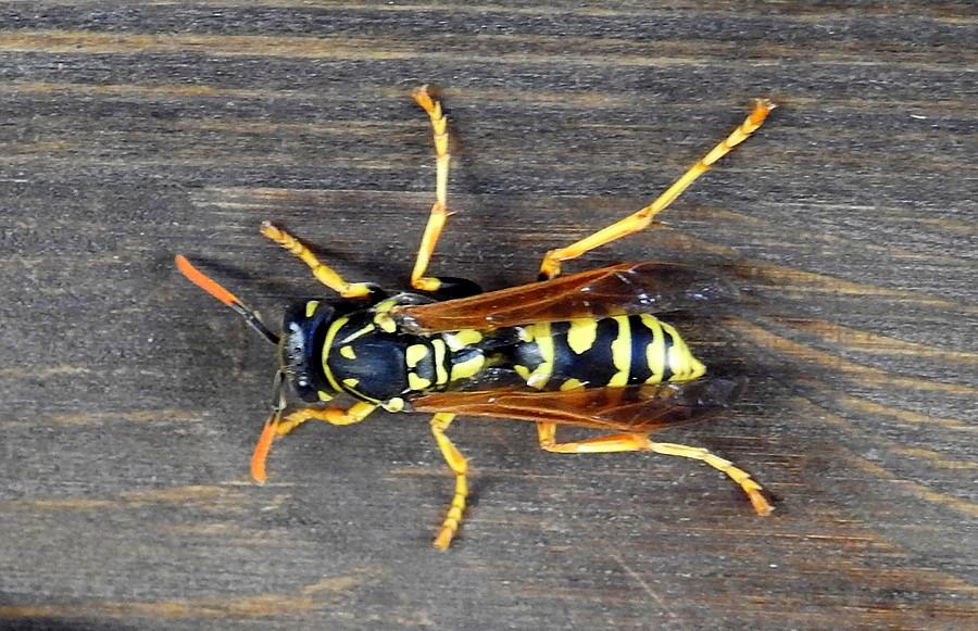 Zaspana osa