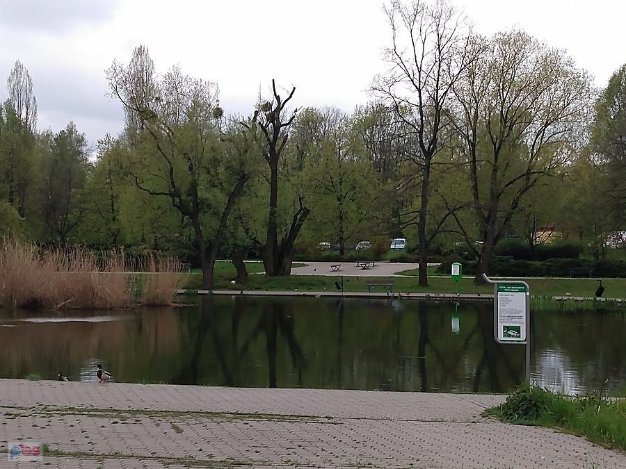 Staw w parku