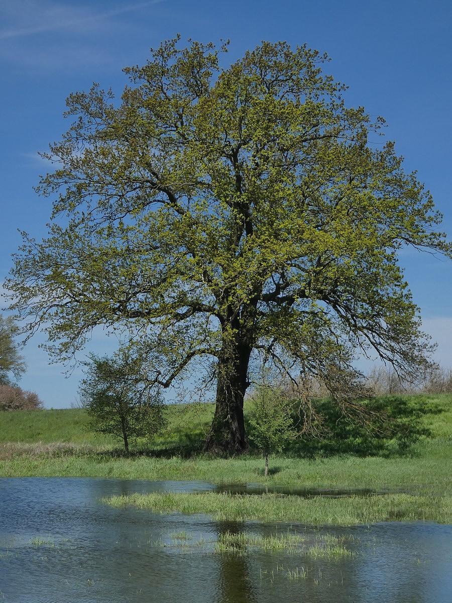 Odrzańskie klimaty