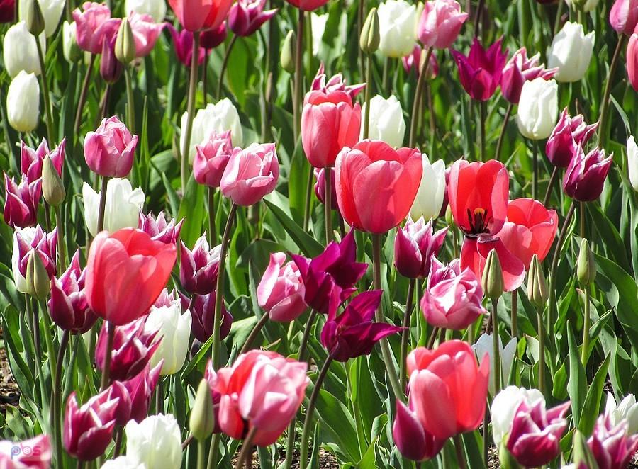 Miejskie tulipany