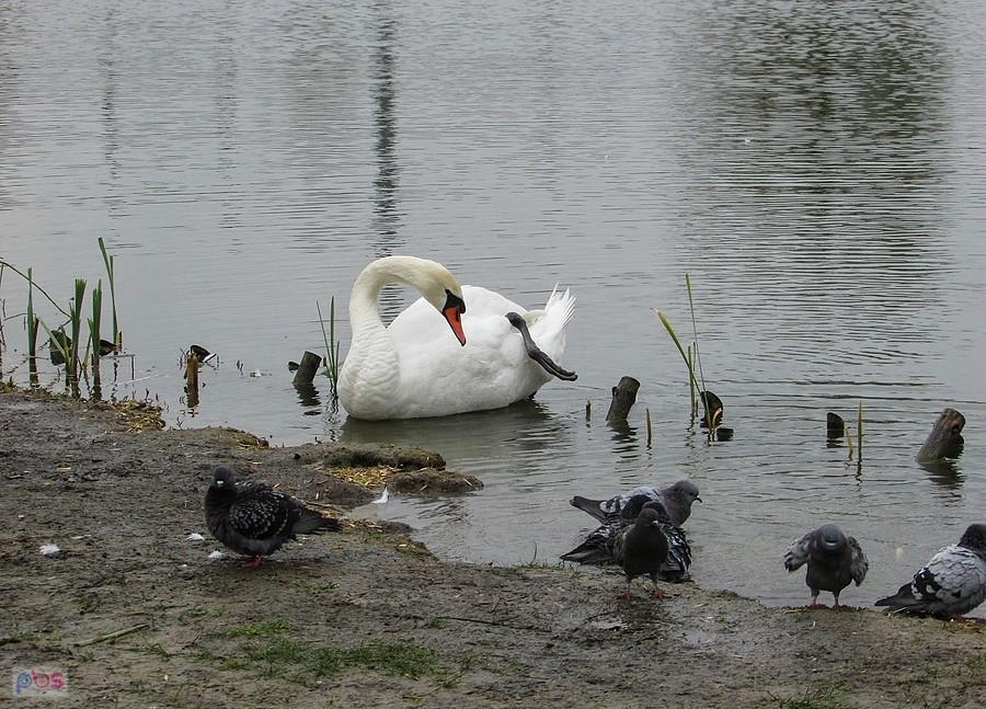 Łabędź z gołębiami