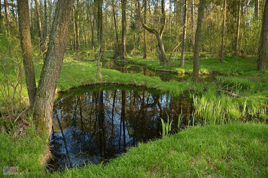Mokradła