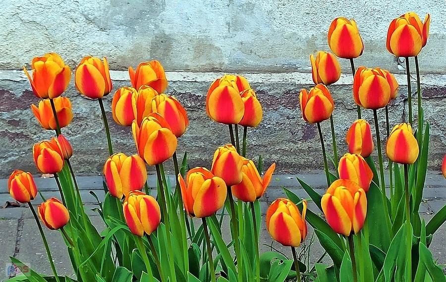 Tulipany