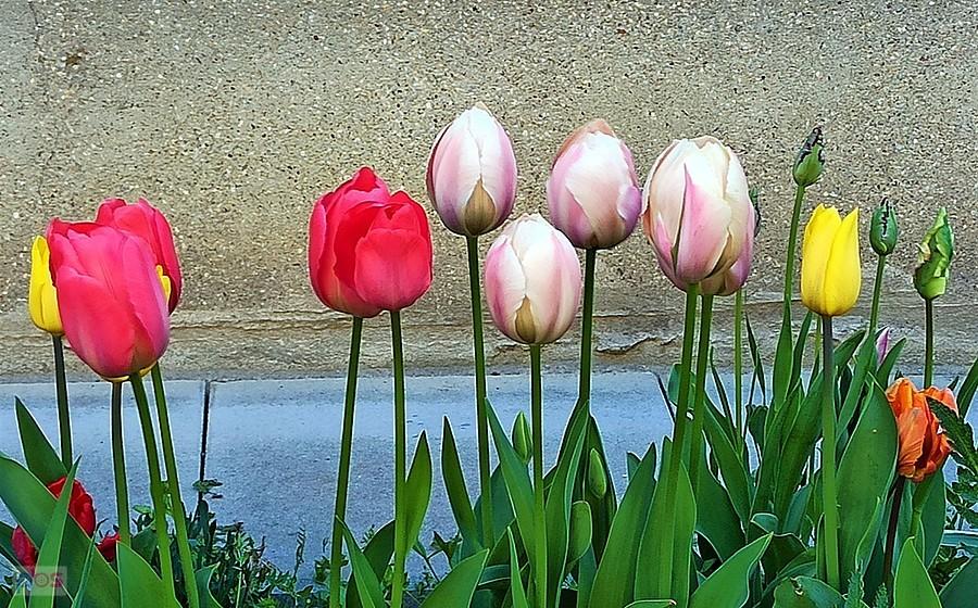 Kolorowe tulipany