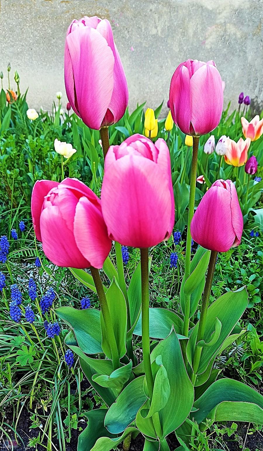 Różowe tulipany