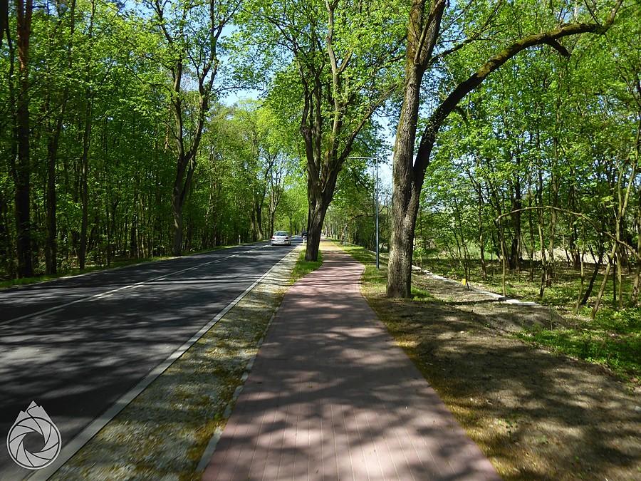 boczna ścieżka Wielkopolskiego PN