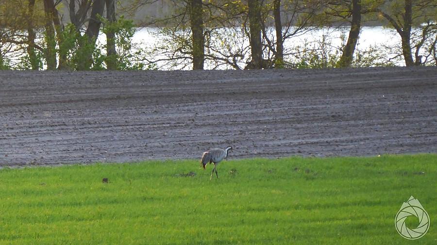 pasożyty wylazły na wieczor na pola