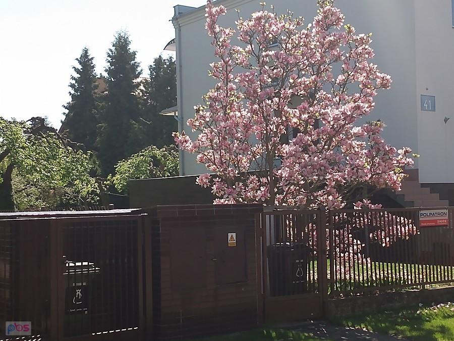 Magnolie na Grotach