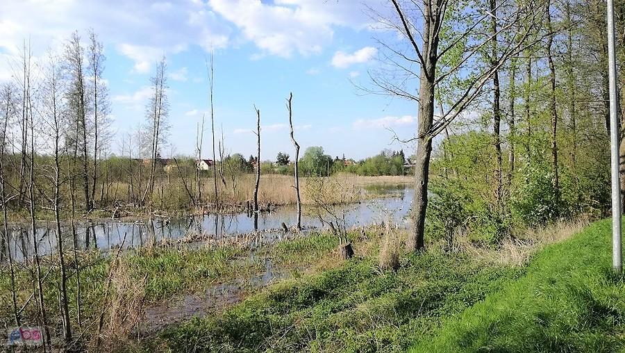 Starorzecza Jeziorki to raj dla ptaków