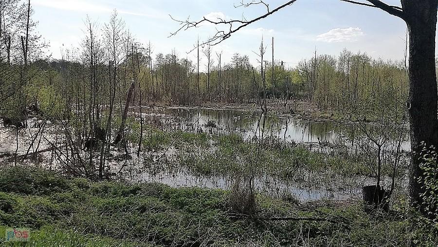 Ptaki mają używanie, bo teren mocno podmokły, niedostępny dla intruzów ludzkich , psich i kocich.