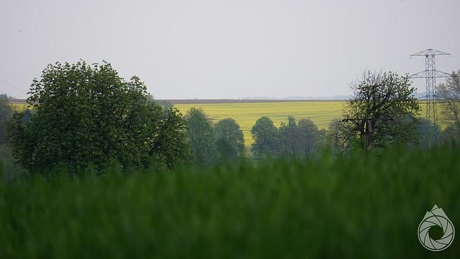 podkrzeszowski rzepak