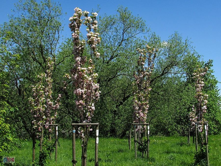 Wiśnia japońska 'Amanogawa'