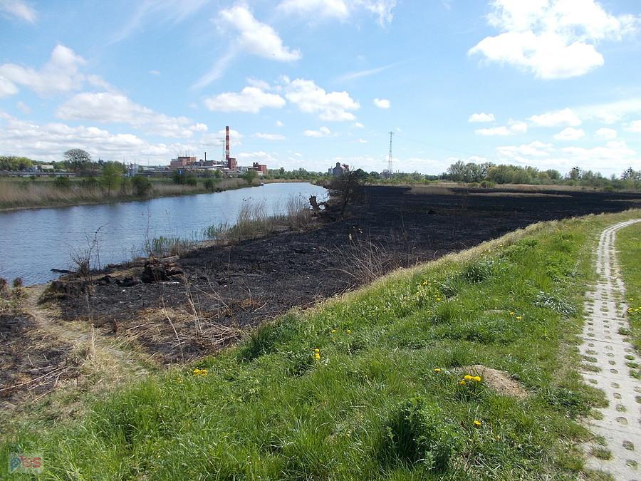 Spalone trzcinowisko w Bielniku
