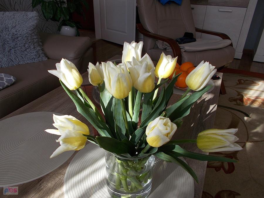 Tulipany
