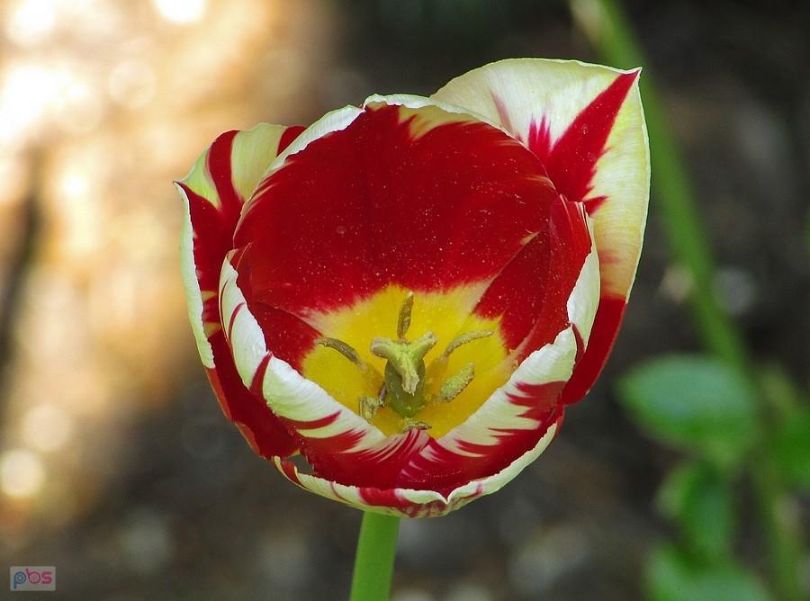 Mam słabość do biało-czerwonych tulipanów