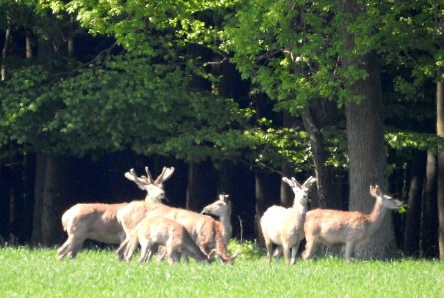 Jelenie ma maksymalnym zoomie, więc niestety niewyraźne
