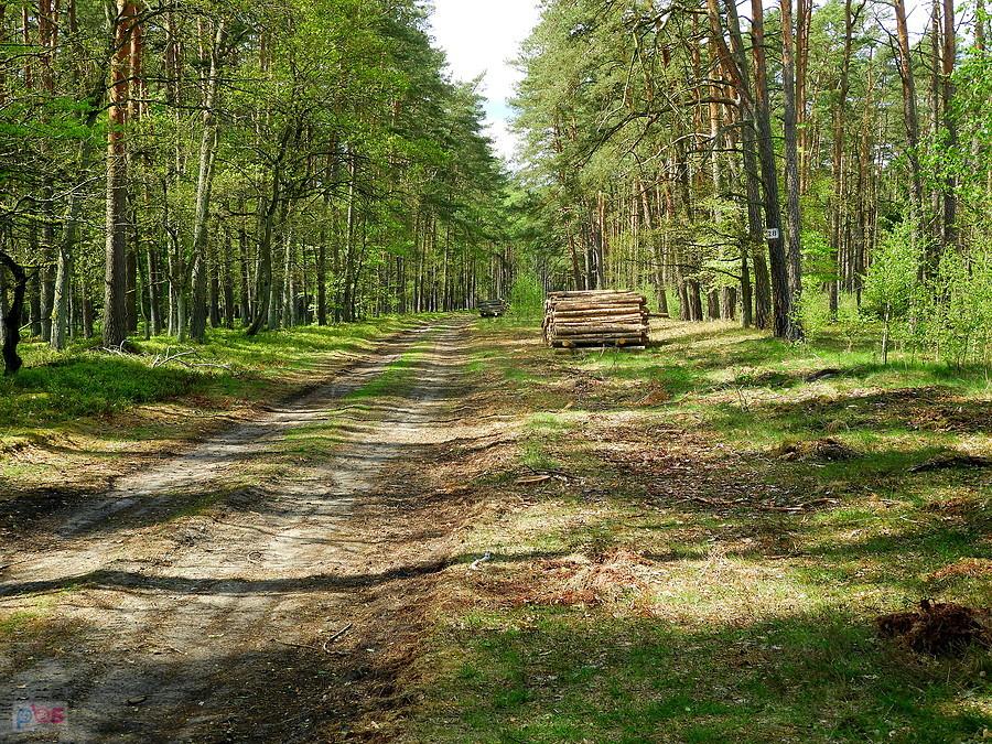 Raz jeszcze obrazek z puszczy wkrzańskiej.