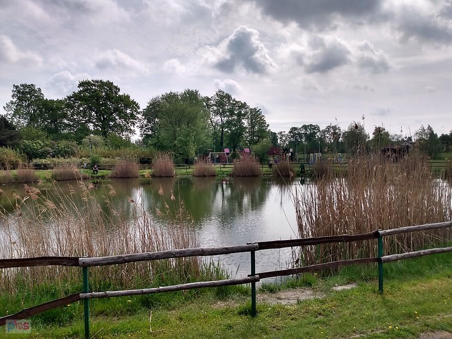 Staw w Borzęcinie