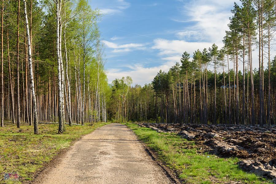 Droga przez las na wysokości miejscowości Korwinów
