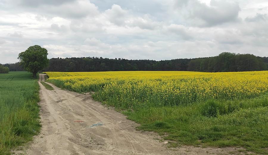 Polna droga w Lisówkach już w barwach wiosny