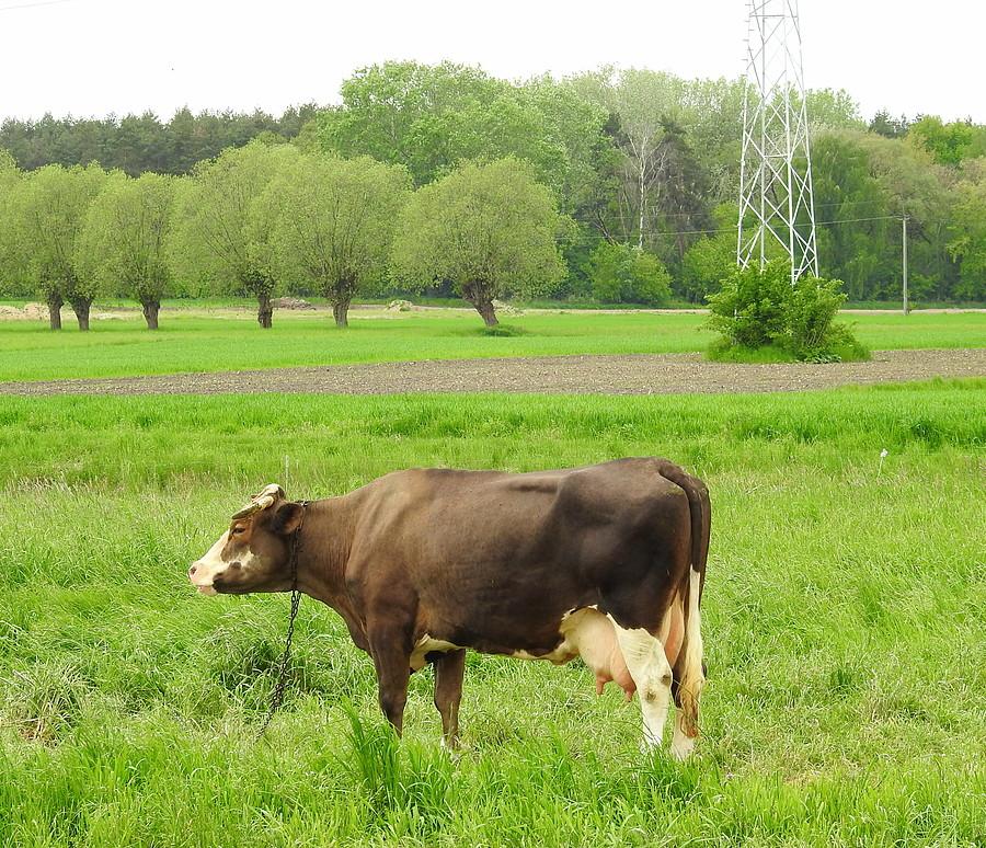 Krasula w Batorowie