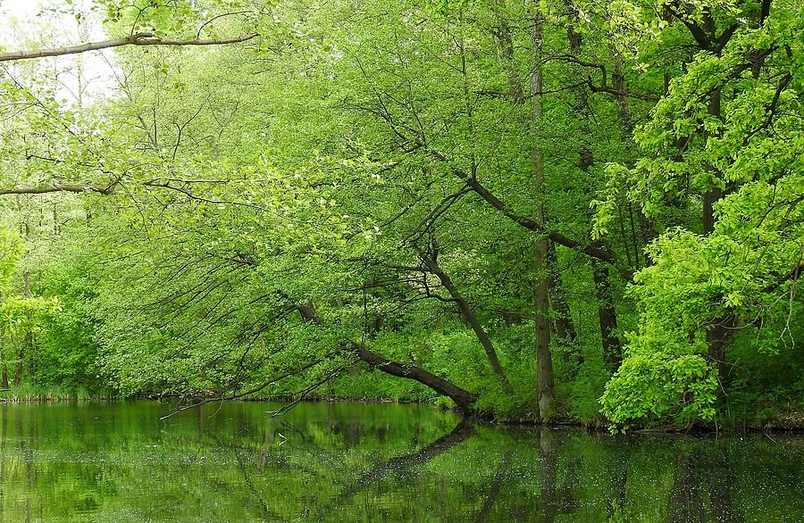 Zieleń i spokój. Dębina, Poznań