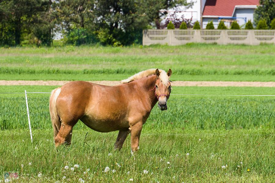 Koń w Mariance Rędzińskiej