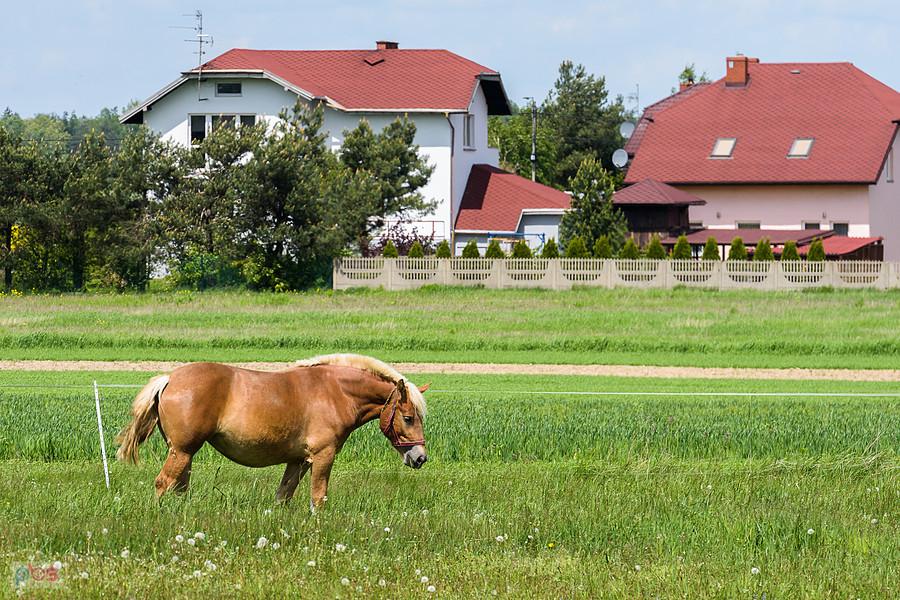 Koń w Mariance Rędzińskiej