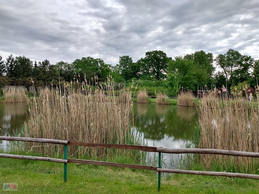 Staw w Borzęcinie