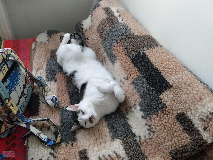 Teraz pada, więc pójdę w ślady kotka :)