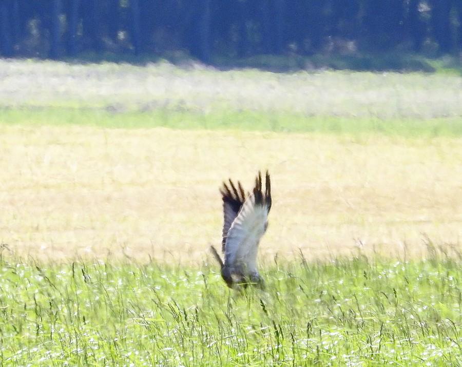 Chyba udane polowanie