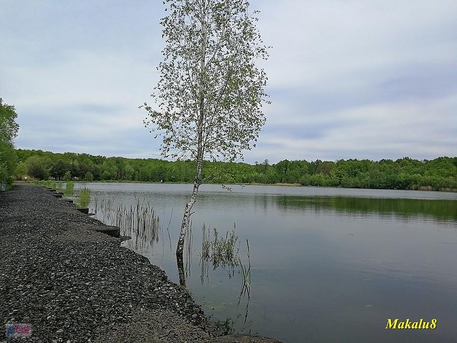 Stawy w Miechowicach