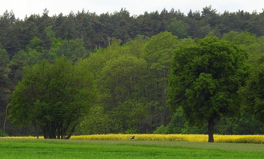 Wiosenne barwy w Lisówkach