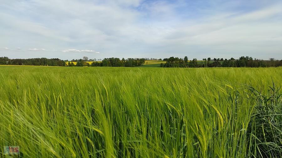 Gdzieś na trasie między Kołacinkiem a Kraszewem