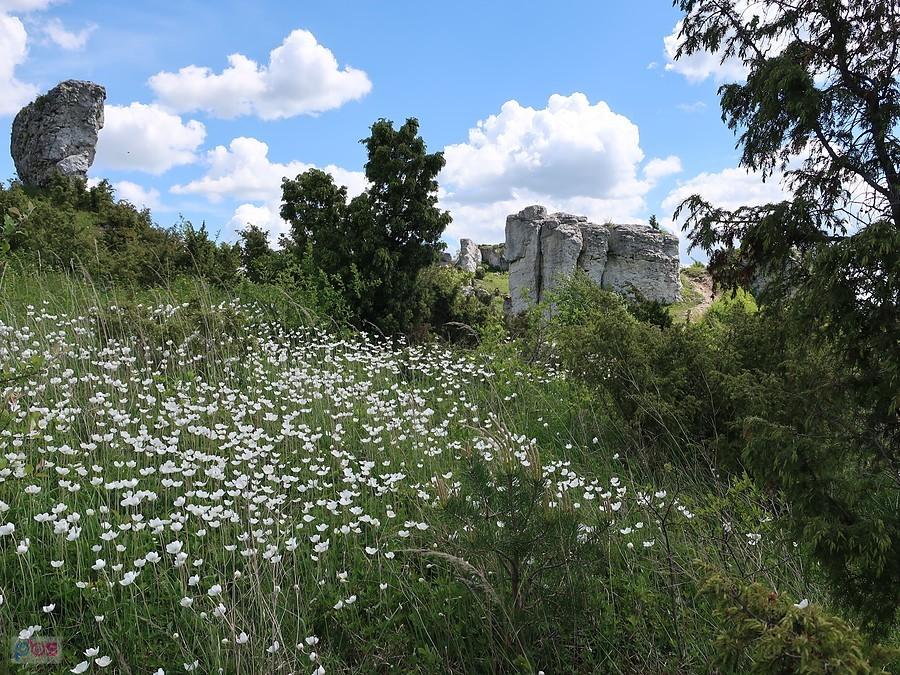 Zawilce na Lipówkach