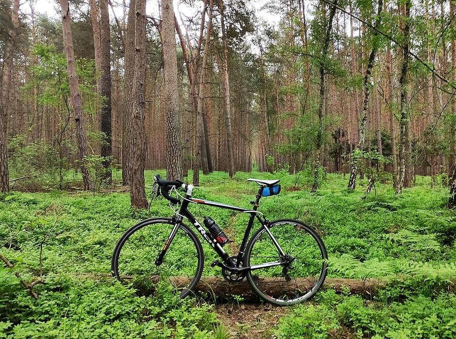 W pięknej leśnej zieleni