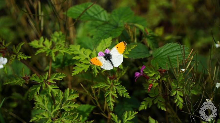 jeszcze latający wiosenny zorzynek