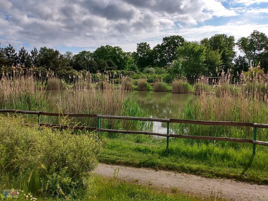 Staw w Borzęcinie