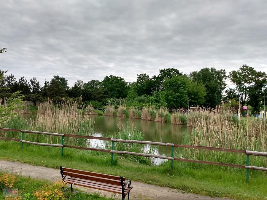 Staw w Borzęcinie