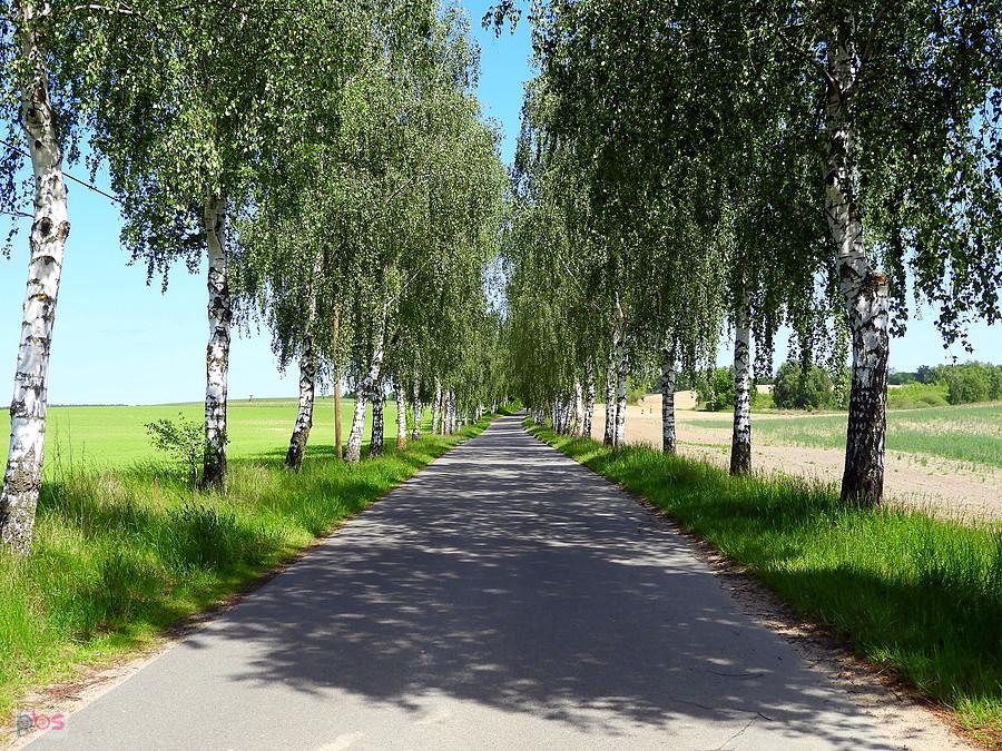 Brzozowa aleja na trasie Bismark - Blankensee.