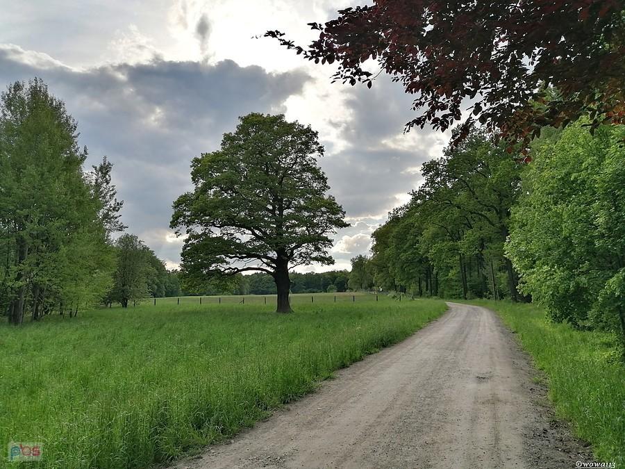 Miechowicka Ostoja Leśna