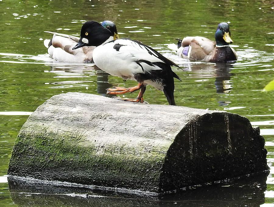 Gągoł i kaczki