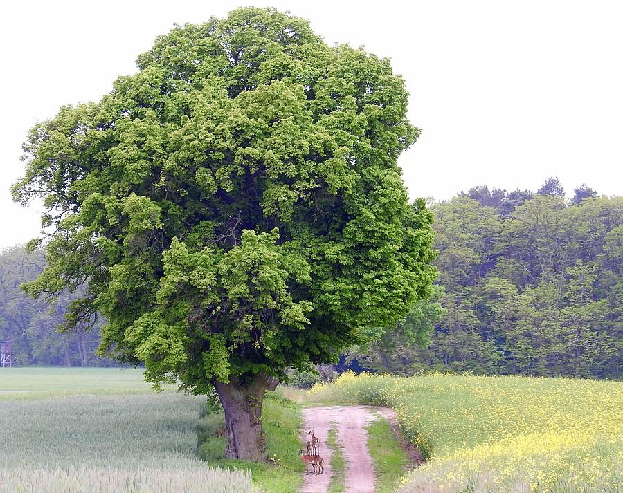 Lisówki, w dole drzewa stoją samice muflona